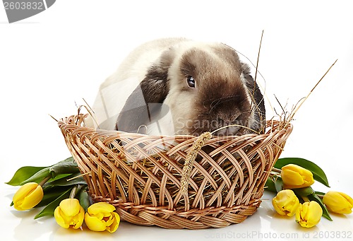 Image of Rabbit and yellow tulips