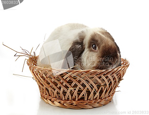 Image of rabbit in a basket