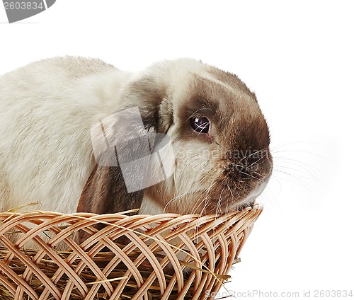 Image of rabbit in a basket