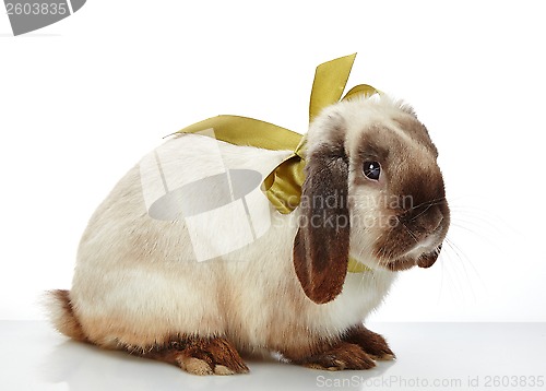 Image of rabbit with bow