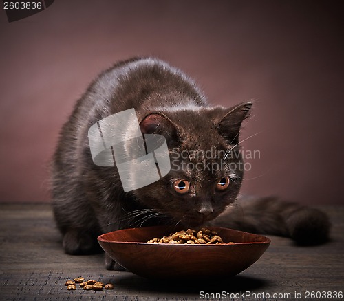 Image of brown kitten and cat food