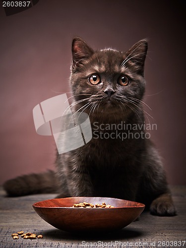 Image of brown kitten and cat food