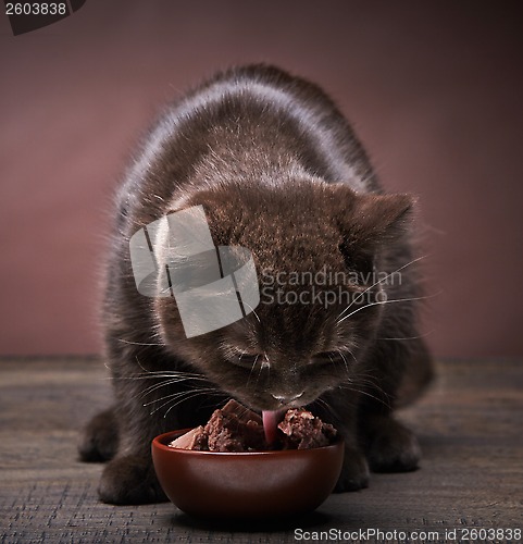 Image of brown kitten and cat food