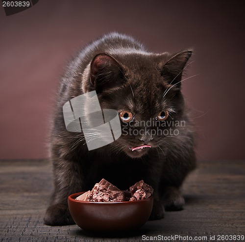 Image of brown kitten and cat food