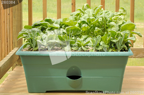 Image of Container Gardening - Vegetables