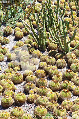 Image of Cactus Garden