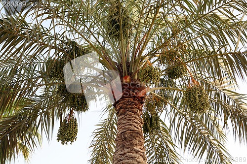 Image of Date growing