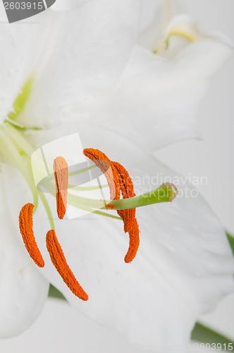 Image of Macro shot of lilly stamen and pistil