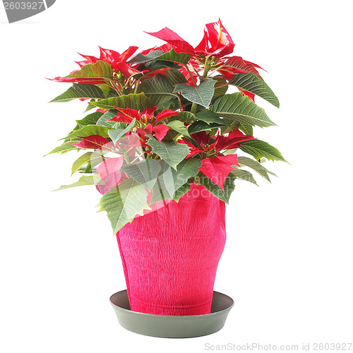 Image of Poinsettia