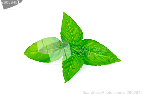 Image of Basil green fresh