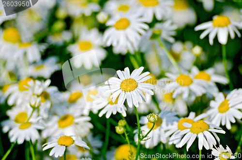 Image of Camomile on meadow