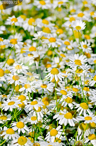 Image of Camomile field medical