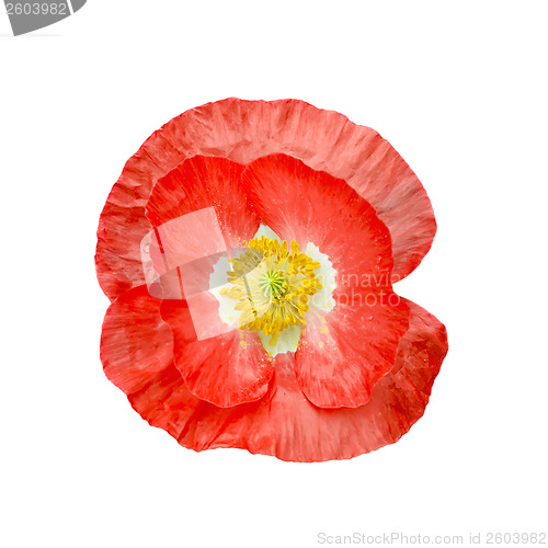 Image of Poppy red with yellow stamens