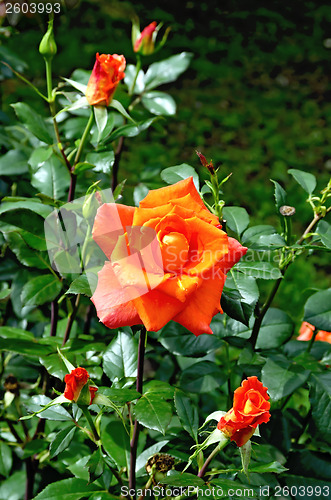 Image of Rose orange on the flowerbed
