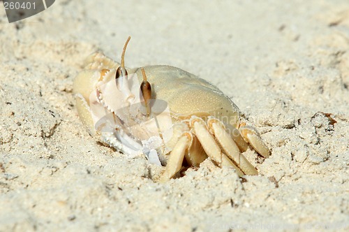 Image of Ghost Crab (Ocypode saratan), Qatar, Arabia