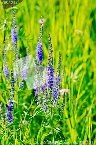 Image of Veronica longifolia