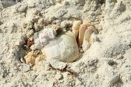 Image of Ghost Crab (Ocypode saratan) in Qatar