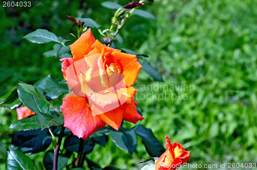 Image of Rose orange on a background of grass