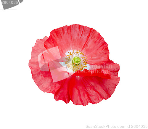 Image of Poppy red with white center and yellow stamens