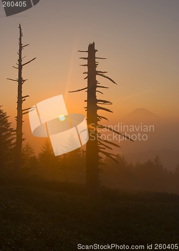 Image of Sunrise with Trees