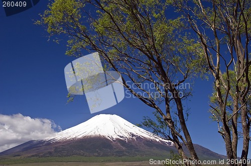 Image of Mount Fuji with Trees