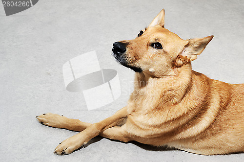 Image of mongrel dog lying on the floor