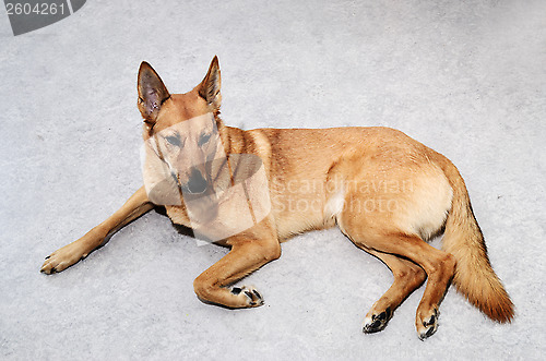 Image of mongrel dog lying on the floor