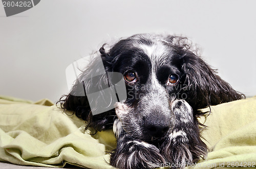 Image of spaniel sad looking at camera with her head resting on his paws