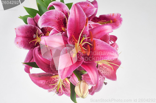 Image of Pink lily in vase