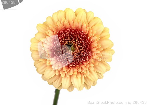 Image of Gerbera, Daisy