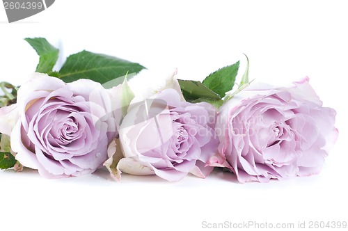 Image of Pastel shade roses