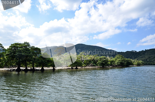 Image of Tropical river view