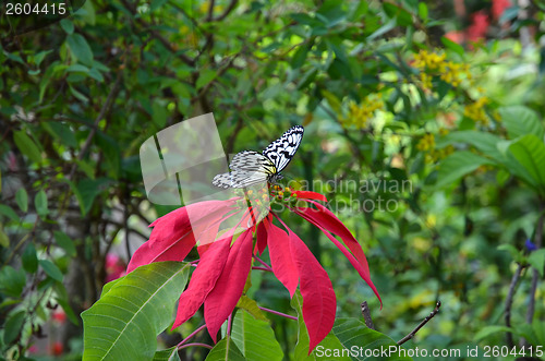 Image of Tropical Butterfly