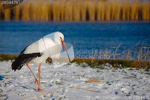 Image of Stork in Winter