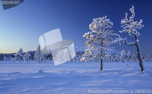 Image of winter landscape