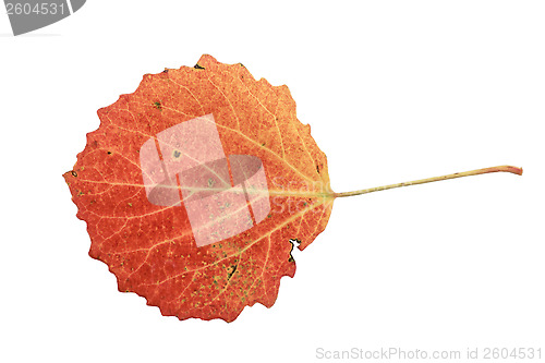 Image of  red maple leaf 