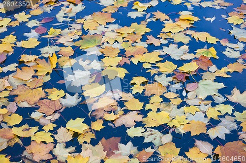Image of Autumn
