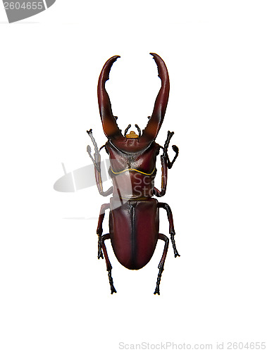 Image of Beetle