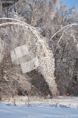 Image of Winter forest
