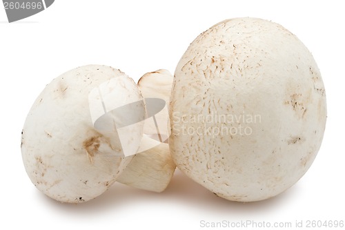 Image of Champignon mushrooms