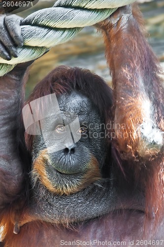 Image of Orangutan