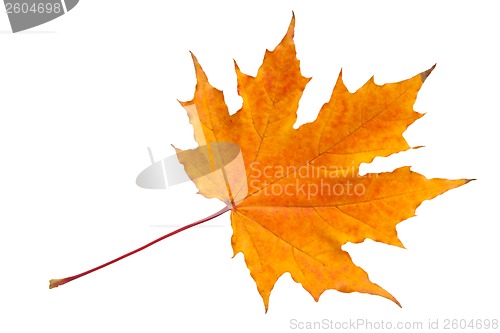 Image of Maple leaf