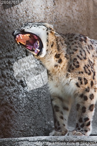 Image of Snow Leopard