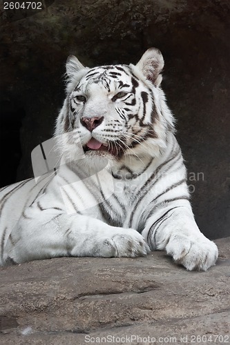 Image of White Tiger