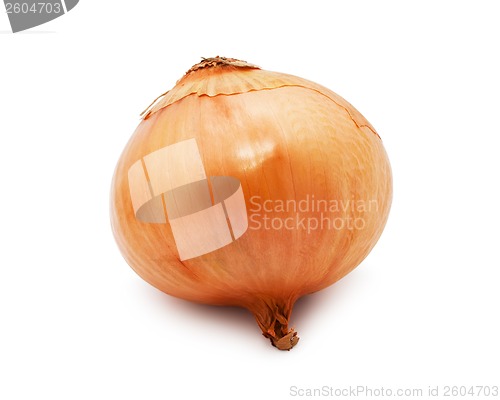 Image of Onion