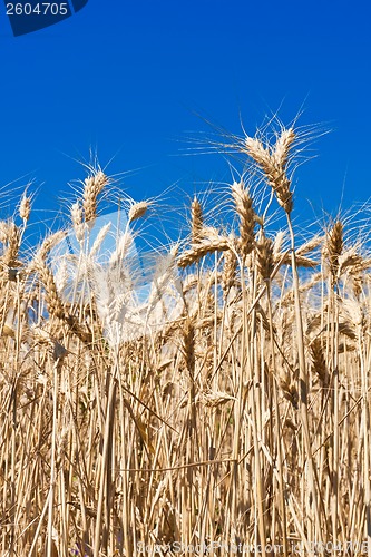 Image of Wheat field