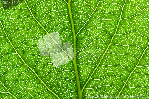 Image of Green leaf