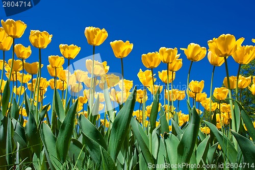 Image of Tulip flowers