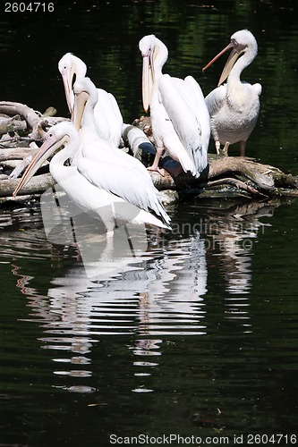 Image of Pelicans