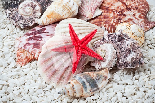 Image of Seashells